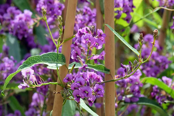 hardenbergia – Fibreglass Pools NZ Wide